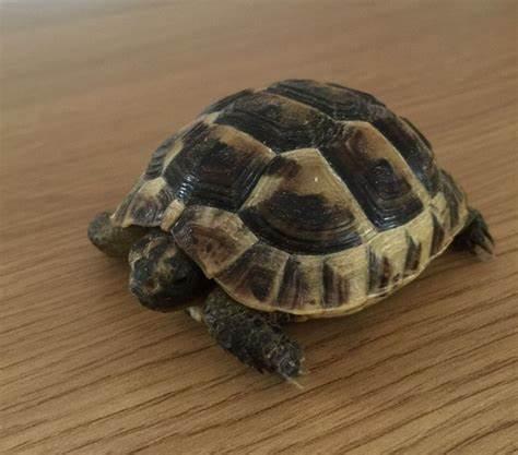 Image 3 of CB Baby Greek Spur-thighed Tortoises for sale