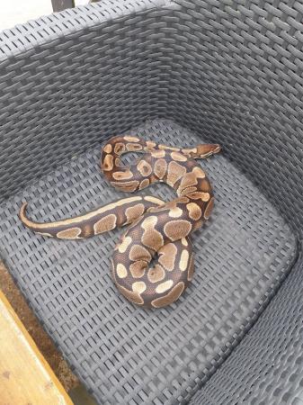 Image 5 of Pall pythons, 1x male 1x female