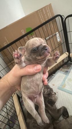 Image 1 of Mearle French bulldog puppies