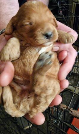 Image 2 of Fabulous F2 cockapoo pups for sale