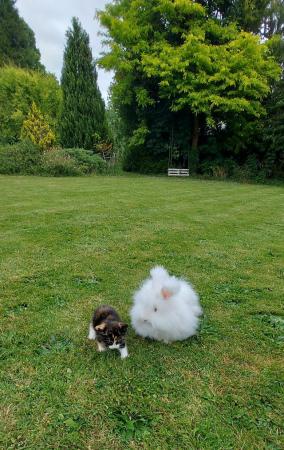 Image 1 of REDUCED PRICE!  2 full faced English Angora bucks for sale