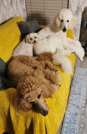 Image 7 of Standard poodle puppies