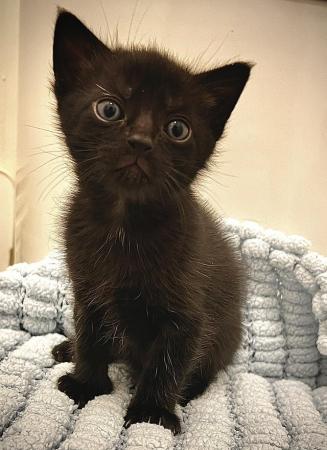 Image 1 of Adorable Male Kitten, Last one!!