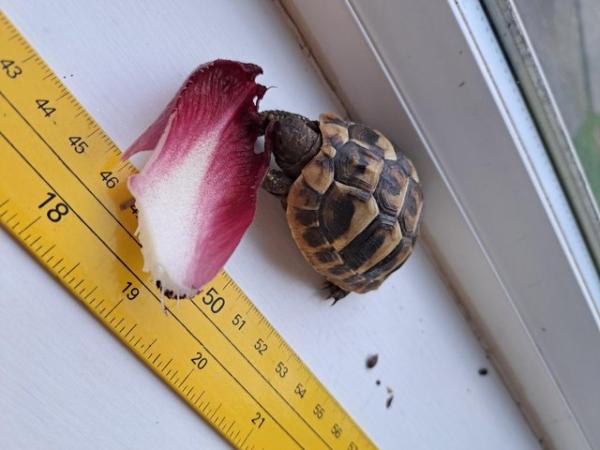Image 3 of Hermann Tortoise Hatchlings