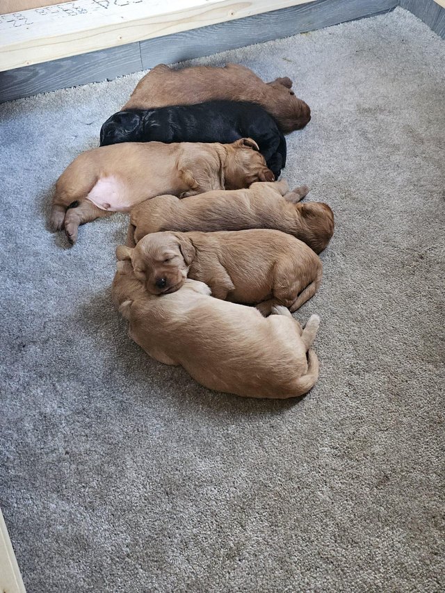 Preview of the first image of Lovely labradoodle puppies for sale.