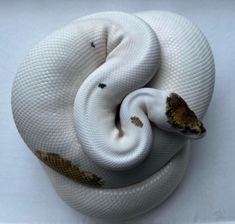 Image 5 of REDUCED pied pinto enchi ( russo ) female ball python royal