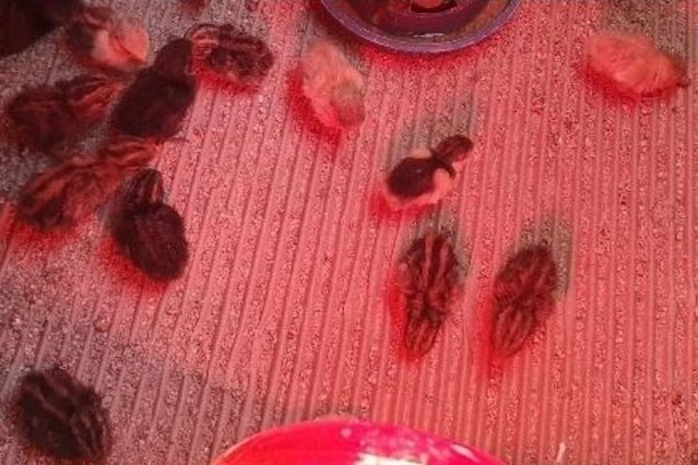 Preview of the first image of Chinease painted quail chick's for sale cpq button quail.