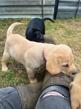 Image 6 of Available now! 2 Yellow Labrador Puppies Left