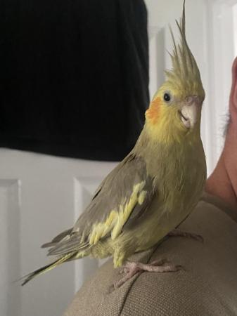 Image 1 of A pair of 2 year old cockatiels with cage + carrier