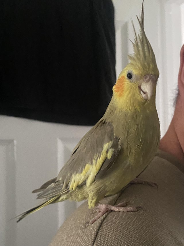 Preview of the first image of A pair of 2 year old cockatiels with cage + carrier.