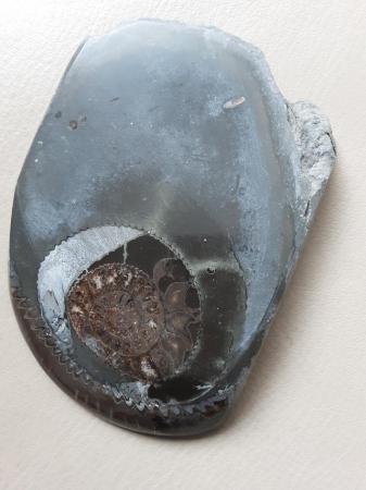 Image 3 of Polished Ammonite Fossil