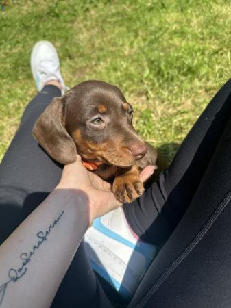 Image 9 of **READY TO LEAVE** miniature dachshund puppies for sale