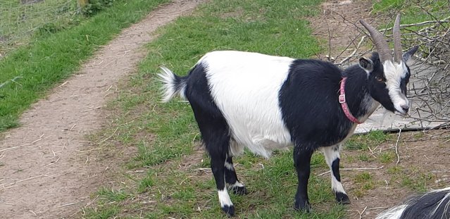 Image 2 of FEMALE PYGMY GOAT 5 YEARS OLD,Offers.