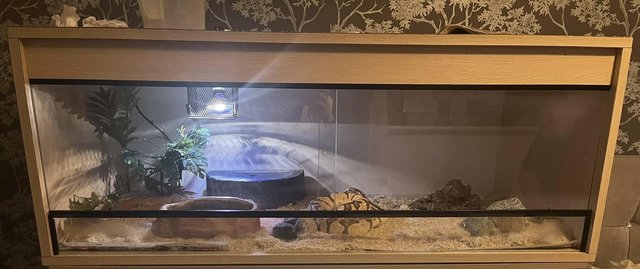 3 year old MALE ENCHI FIREFLY BALL PYTHON — photo 2 of 4