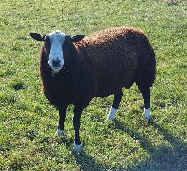 Preview of the first image of Registered zwartbles ram.