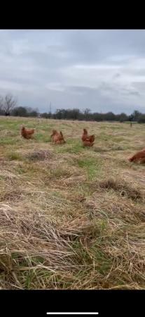 Image 2 of Unwanted chickens, ducks, turkeys , geese , Guinea fowl