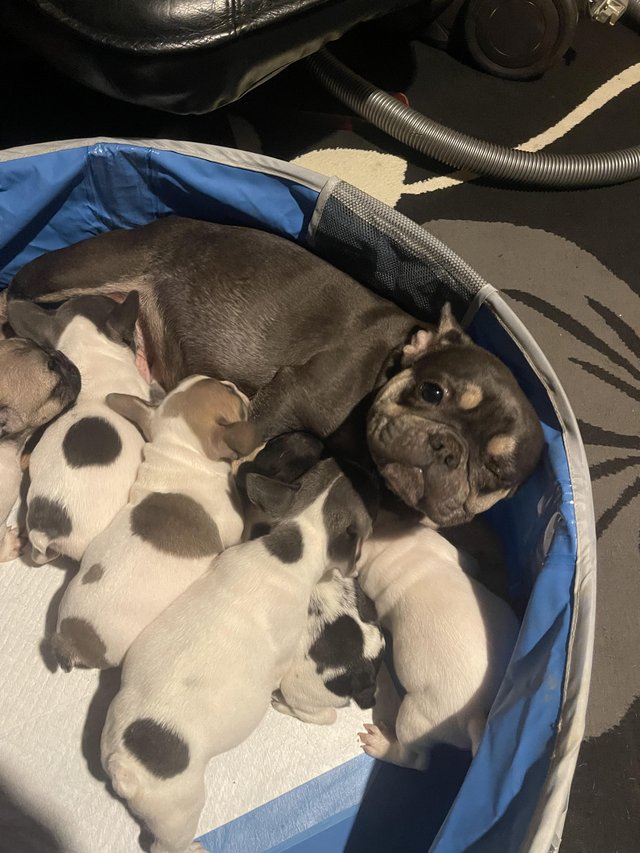 Preview of the first image of French bulldog puppies needing a loving home.