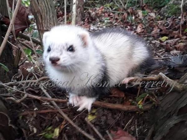 Image 1 of **Wanted male or female ferrets**