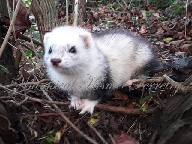 Preview of the first image of **Wanted male or female ferrets**.