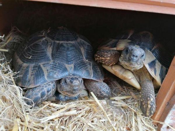 Image 2 of HURRY, last remaining baby tortoises of 2023, Plus set up.