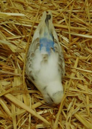 Image 19 of Budgies For Sale. Ideal Pets (Friendly) + Suit for Aviaries