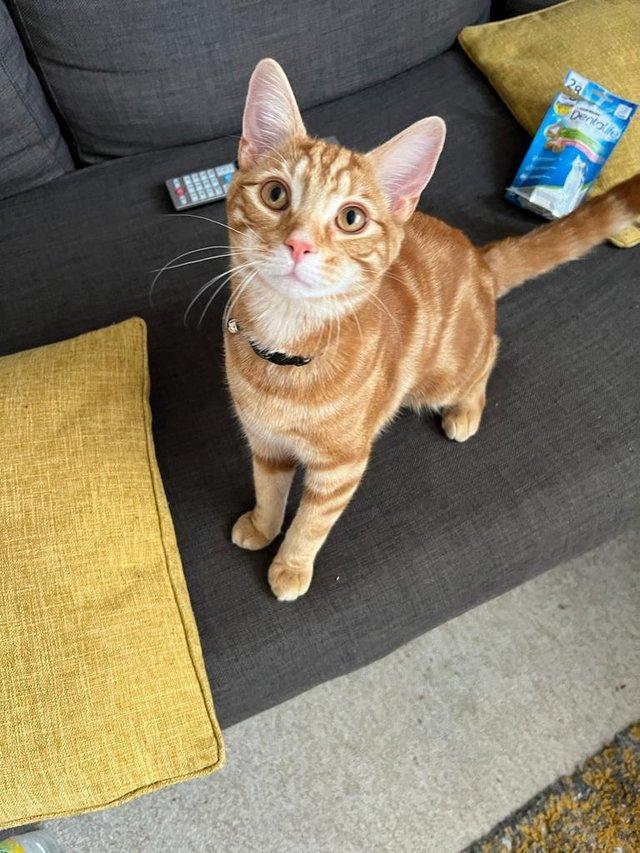Preview of the first image of Looking for a brother for my baby ginger simba.
