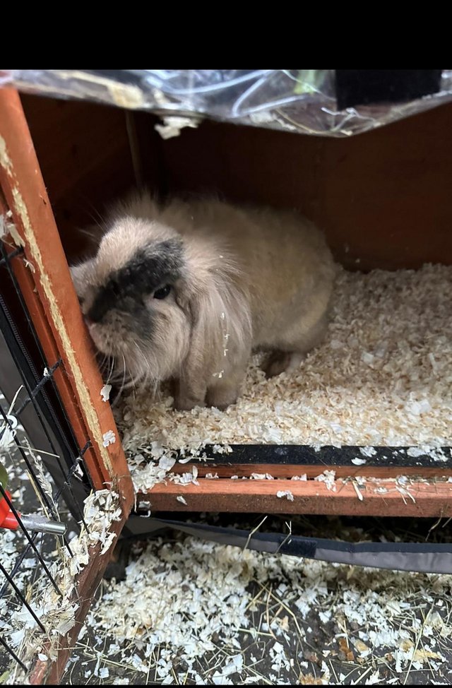 Preview of the first image of Beautiful 9 month old mini lion lop rabbits for sale.