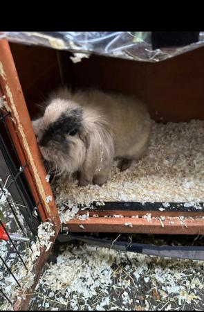 Image 1 of Beautiful 9 month old mini lion lop rabbits for sale