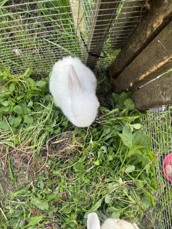 Image 1 of Rabbits for sale white colour