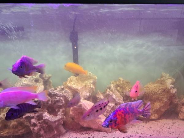 Image 3 of For sale approximately 25 fish