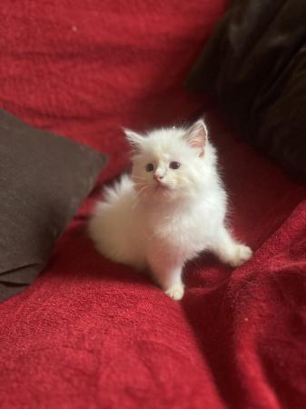 Image 21 of Male lilac mitted Ragdoll kitten SOLD