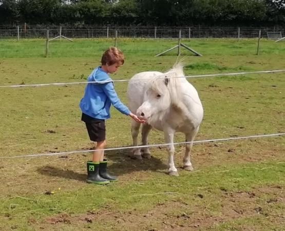 Image 3 of Childs lead rein Shetland pony for part loan