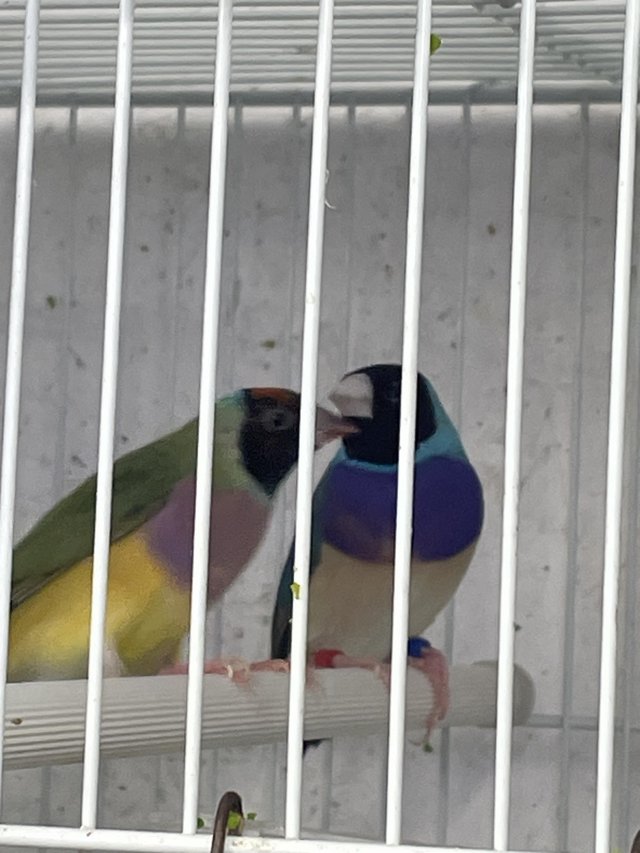 Preview of the first image of Gouldian finches for sale.