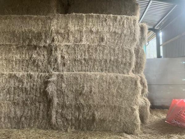 Image 2 of Quantity of 4 String 2023 Hay bales