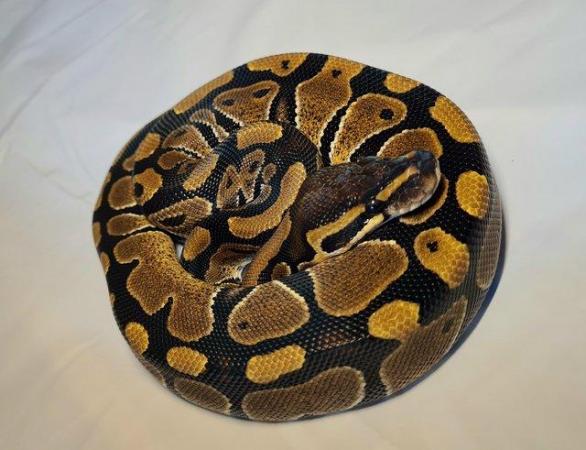 Image 5 of YellowBelly Ball Python - Male CB23