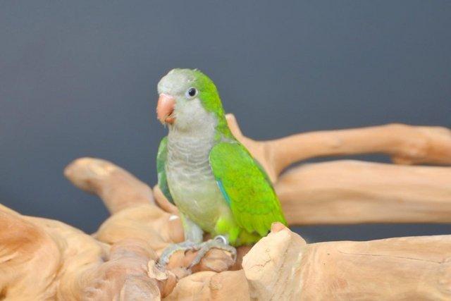 Image 7 of Baby Green Quaker talking parrots,19