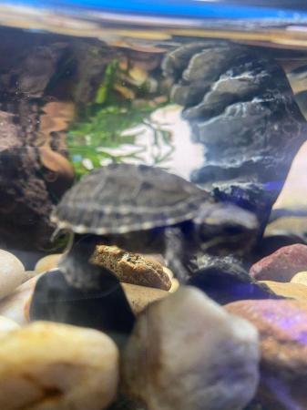 Image 2 of Turtle (Musk Turtles) ready now.