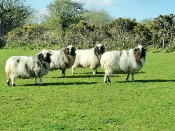 Image 1 of Long Wool sheep Valais Black Nose (VBN) x Jacob sheep