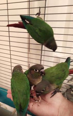 Image 3 of Green cheek and pineapple Young Conures (Doesn't Bite)
