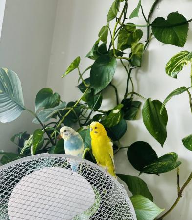 Image 2 of Male female budgies for sale