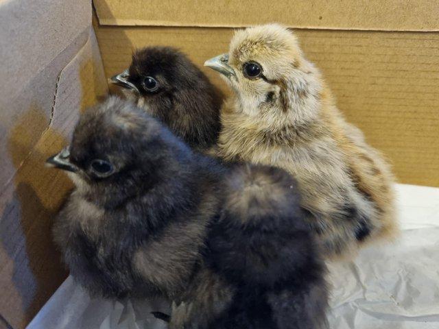 Preview of the first image of Silkie Bantam chicks for sale.