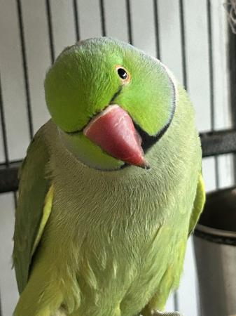Image 4 of Ringneck parrot for sale with breeding box and cage
