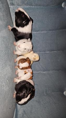Image 4 of 5 baby Male/ Female Guinea Pigs for sale