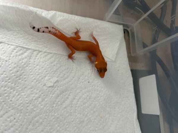 Image 2 of High end baby leopard geckos available