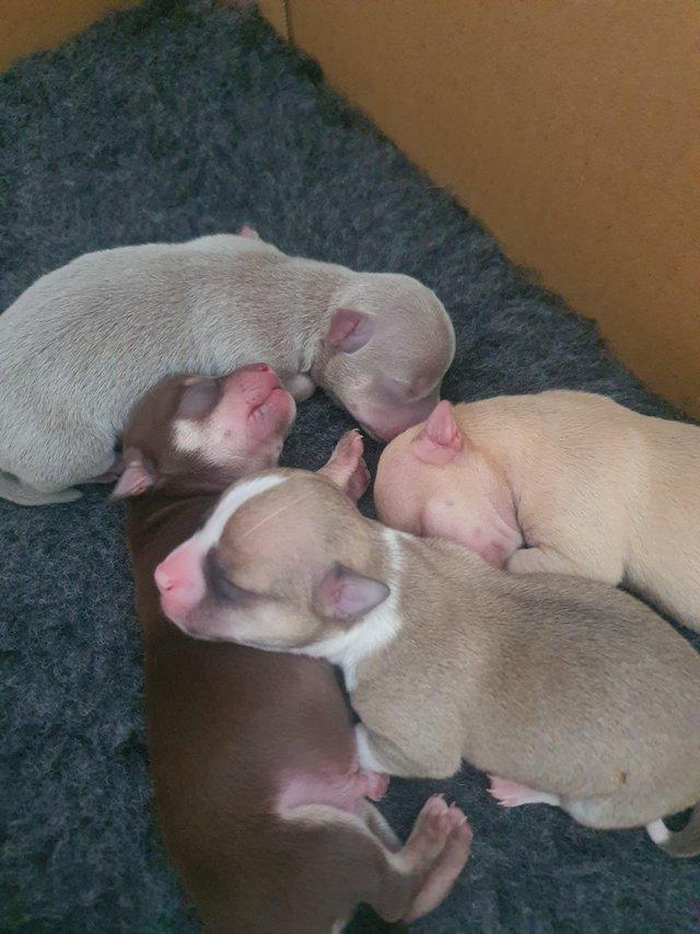 Preview of the first image of Beautiful smooth coat chihuahua puppies for sale.