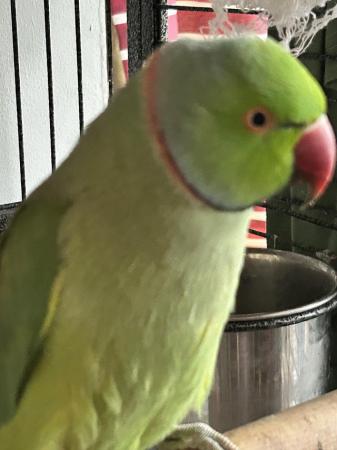 Image 5 of Ringneck parrot for sale with breeding box and cage