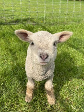 Image 2 of Babydoll (Miniature Southdown) lambs for sale