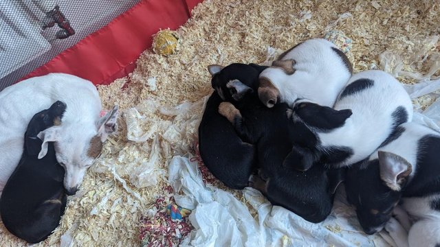 Image 8 of Tiny Jack Russell puppies 3  left