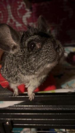 Image 4 of Chinchilla named Diego 4 years old