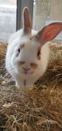Image 4 of Male Rabbit Available for sale